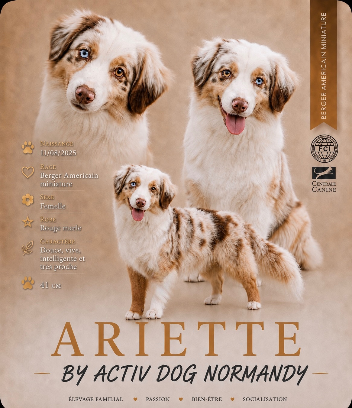 Aryette by activ dog normandy